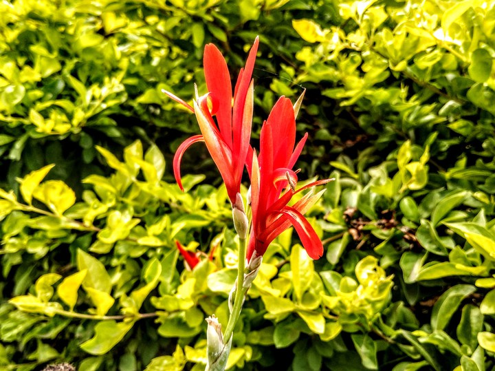 Nature
