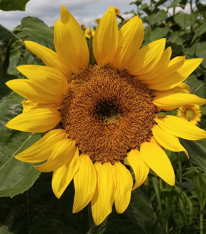 Sunflower ouvert et