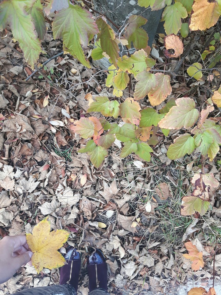 Autumn