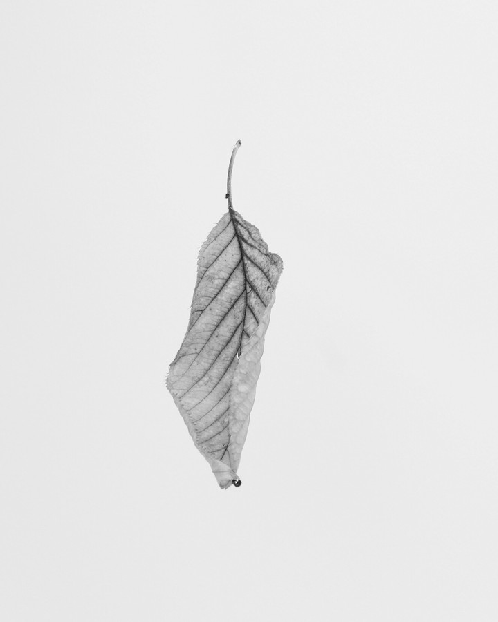leaf