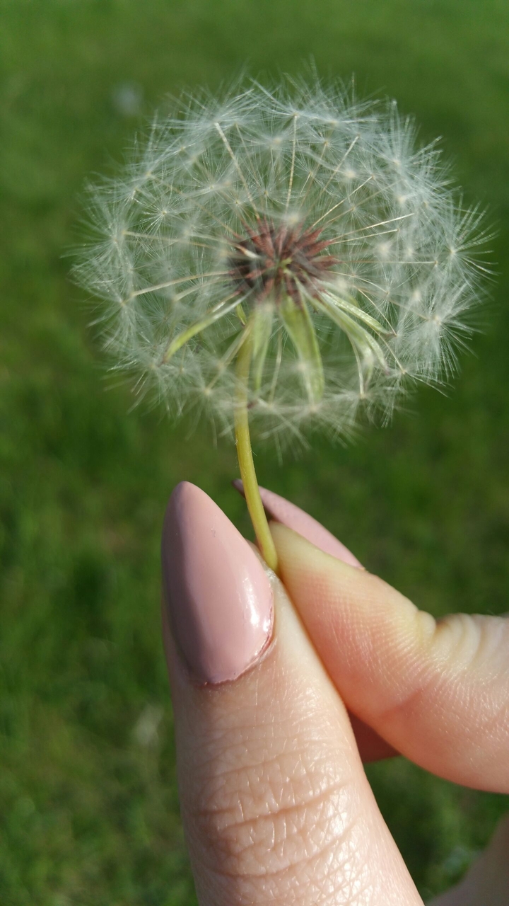 dandelion