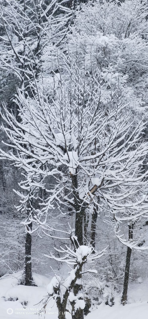 sfondi plant, trunk