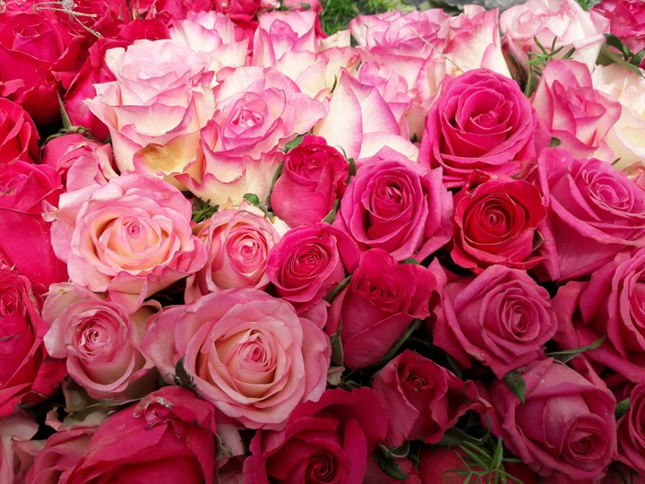 roses roses everywhere