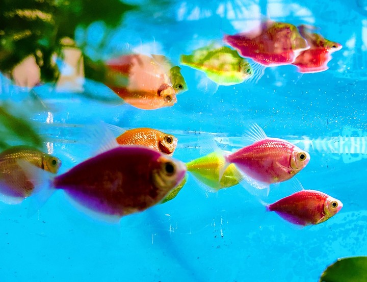 Fish