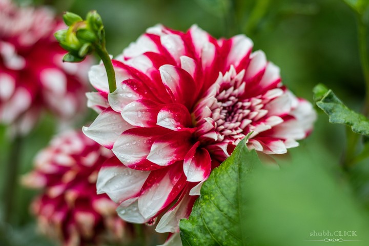 Dahlia Flower by ~CLICK~