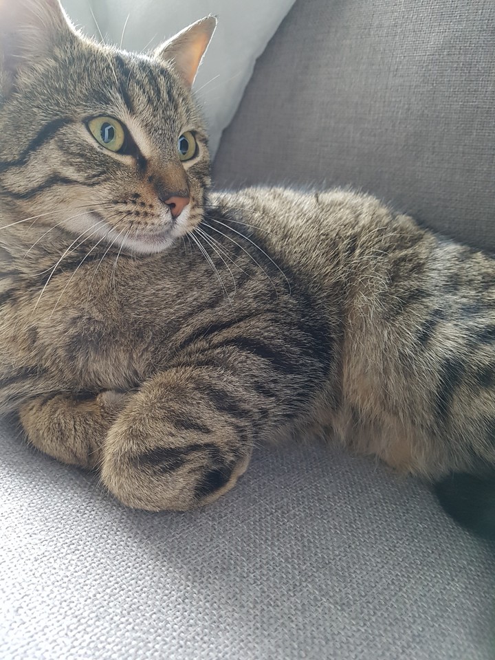cat