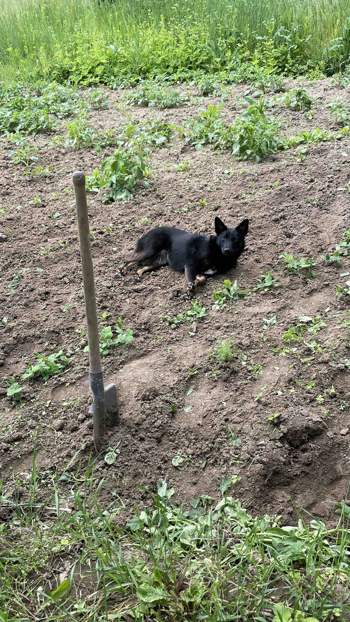 Боня
