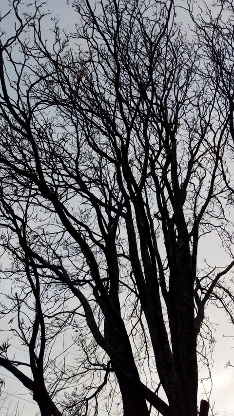 nature