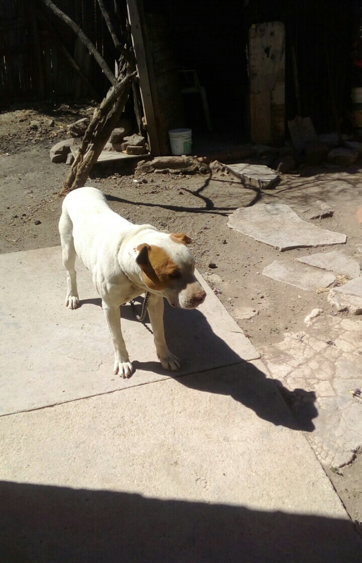 mi perro.
