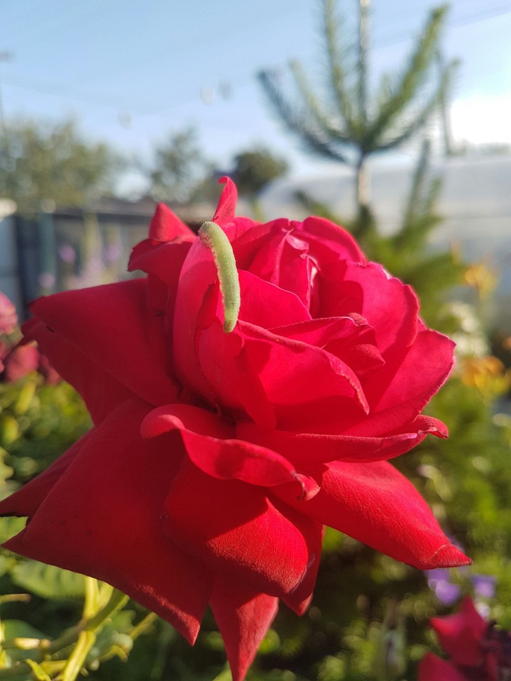 Flover 