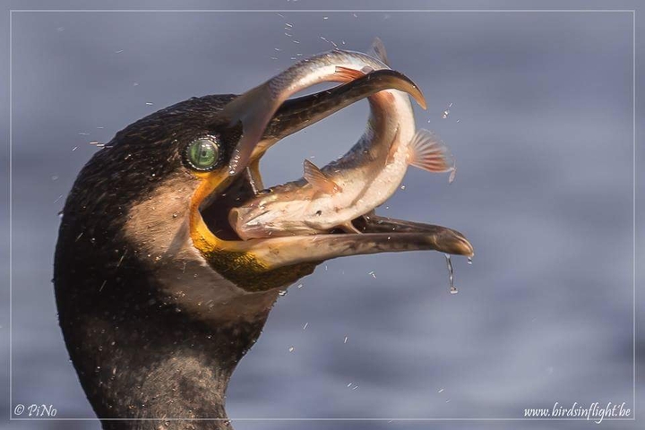 bird