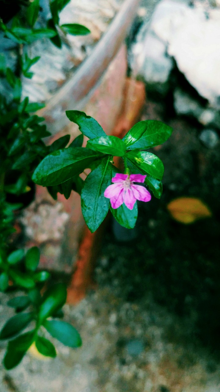 New Life Flower