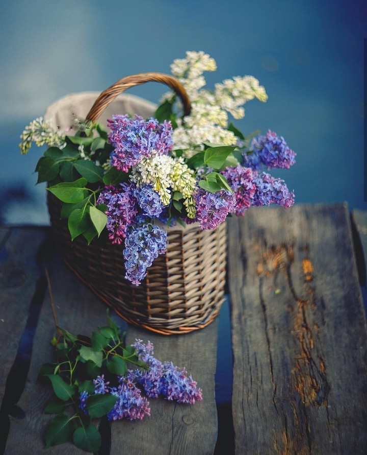 lilac