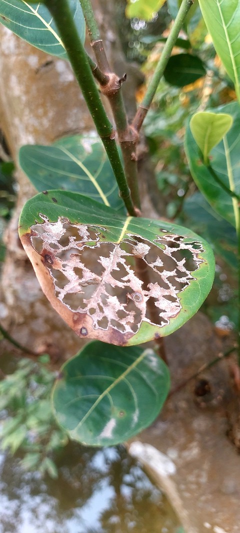 nature