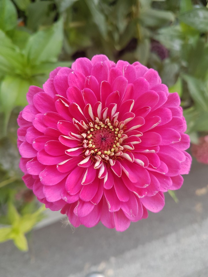 Flowery art