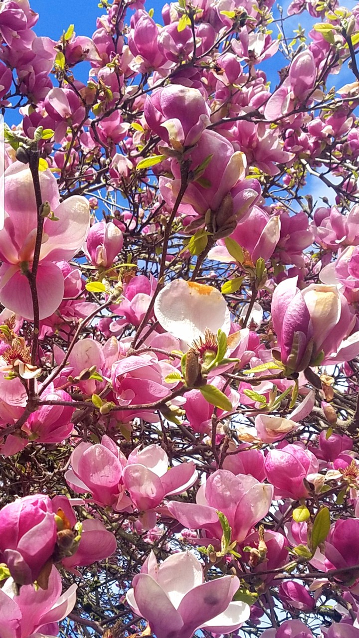 spring in Salem