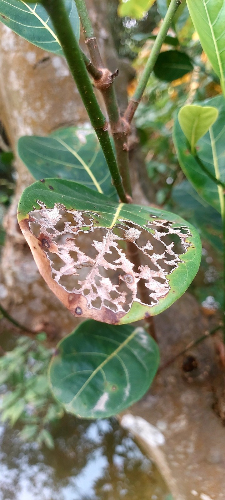 nature