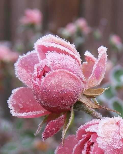 Y❤️   A frozen pink rose