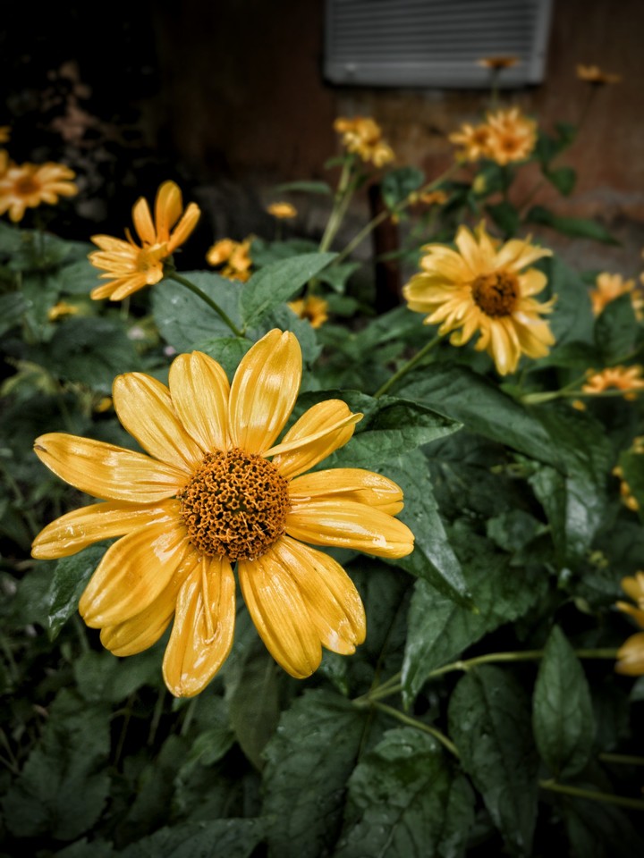 flower