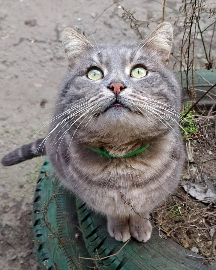 Cat