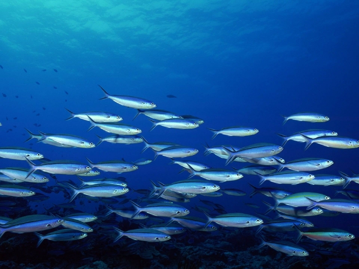 fish