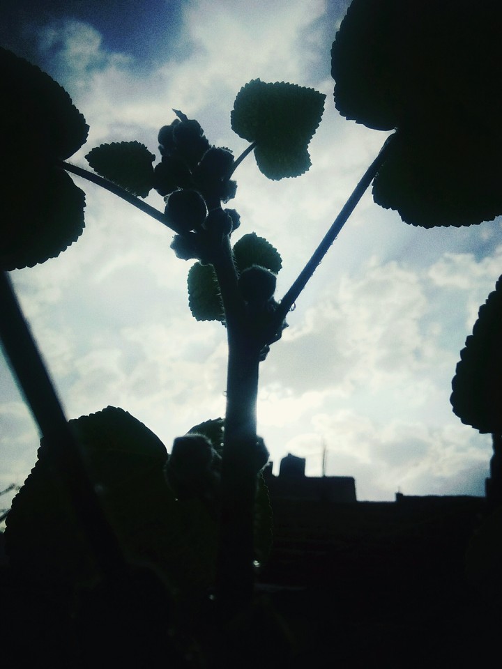 sky high