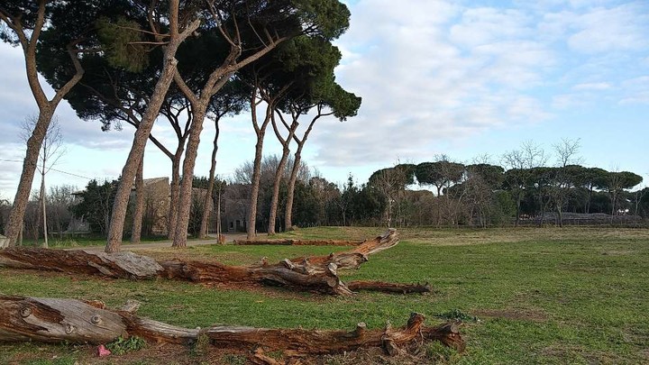 Tree Forest