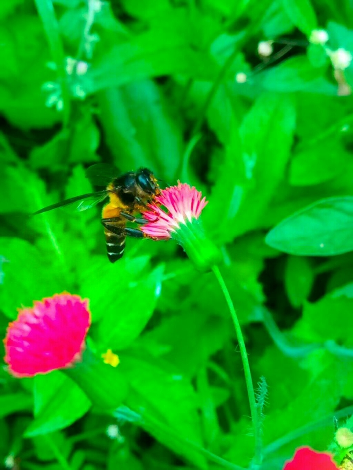 Honey bee 