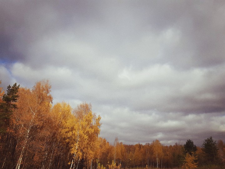 лес