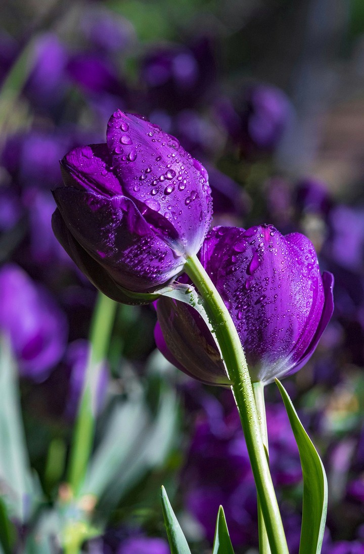 For you ❤️