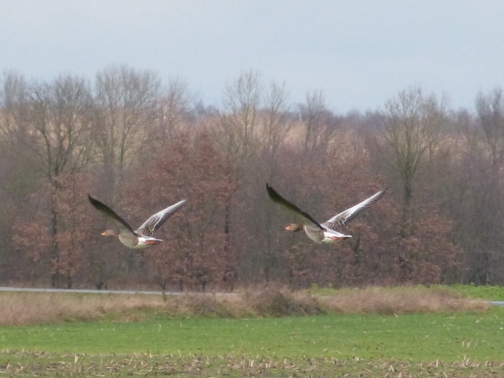 Wildgänse