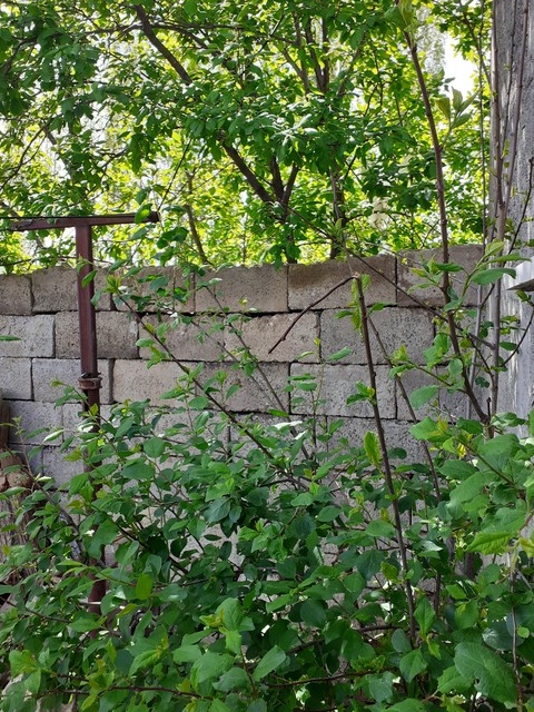 Green and Wall