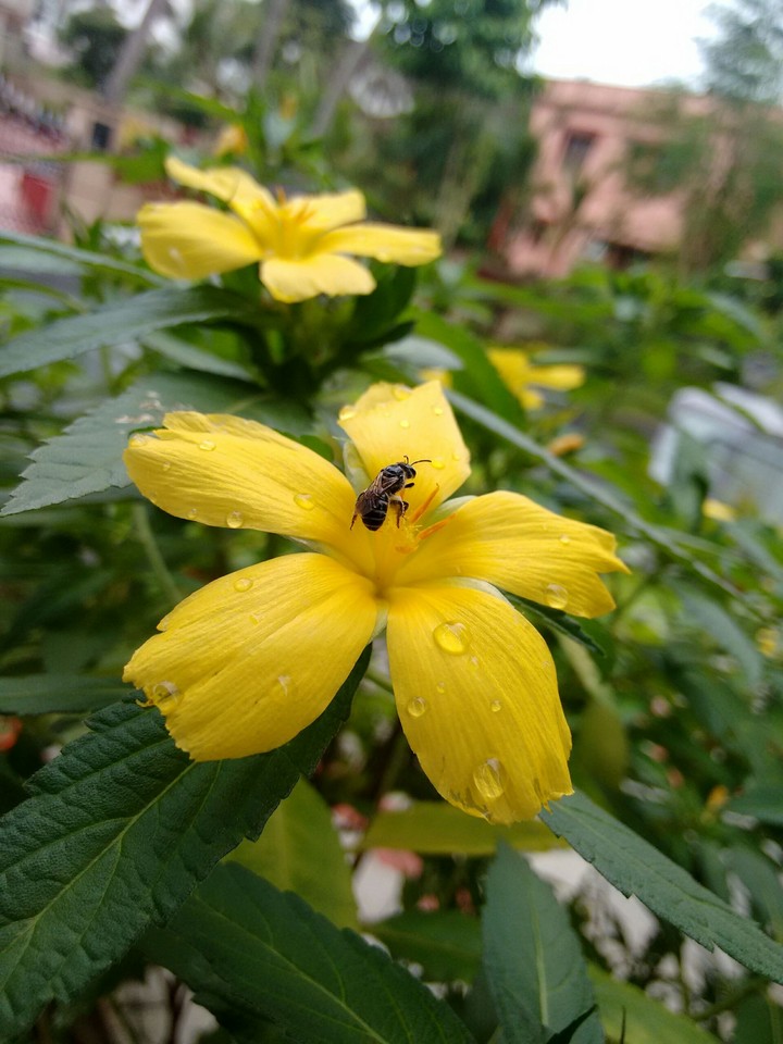 flowers