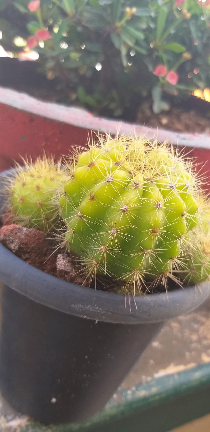 cactus