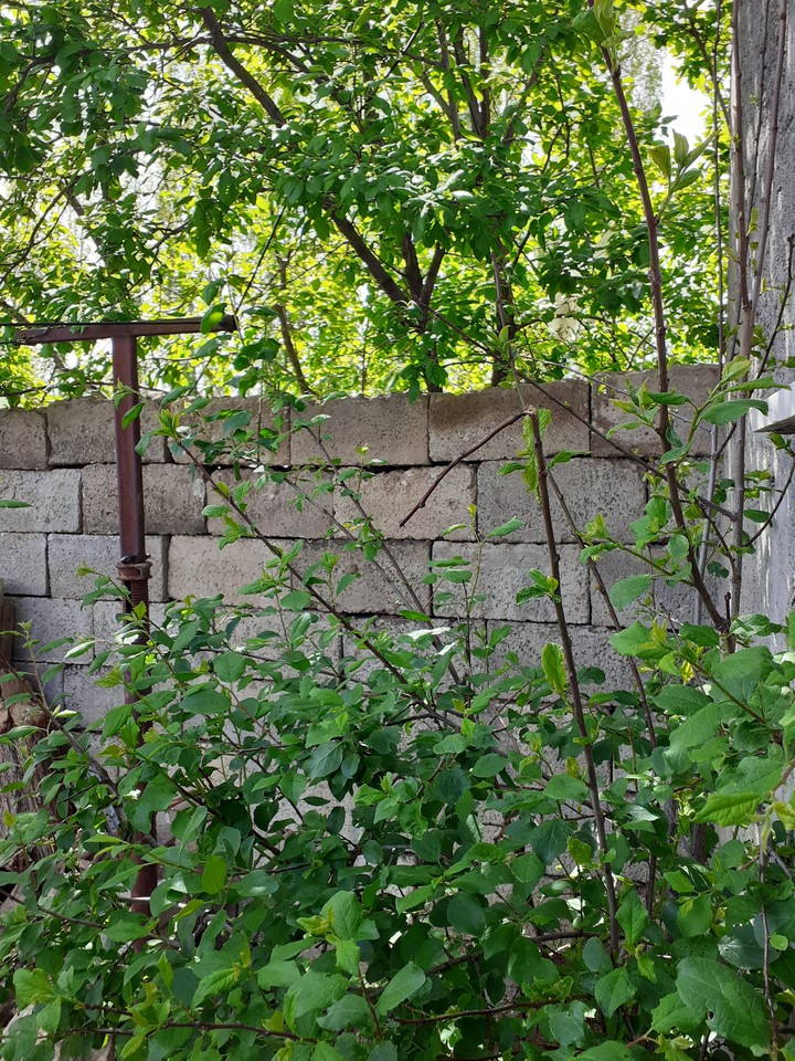 Green and Wall