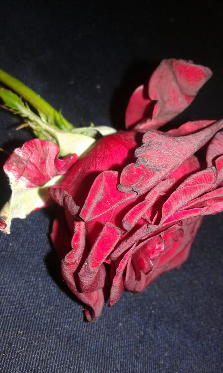 ROSE ❤