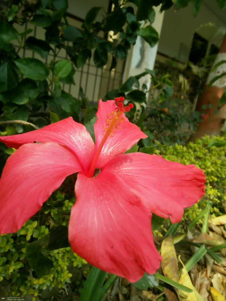 Lovely flower
