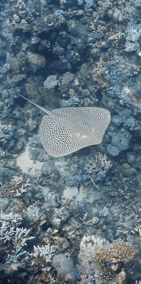 underwater, ocean