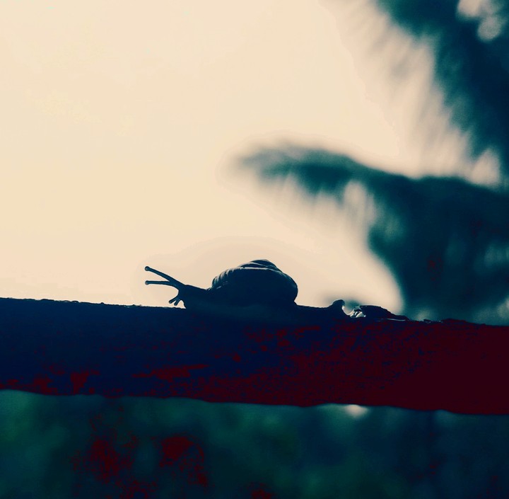 snail shadow