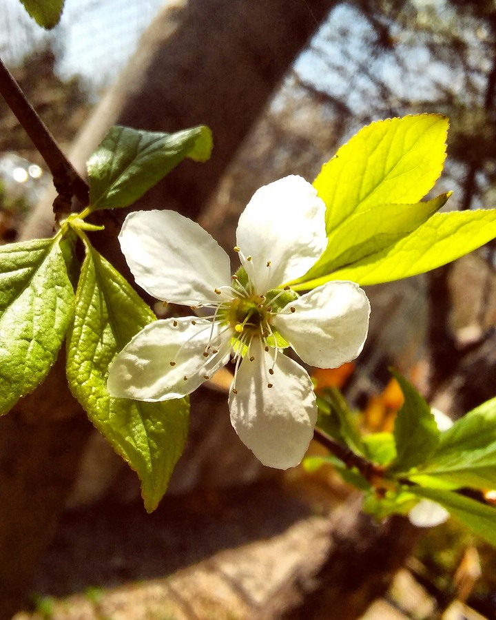 Flower