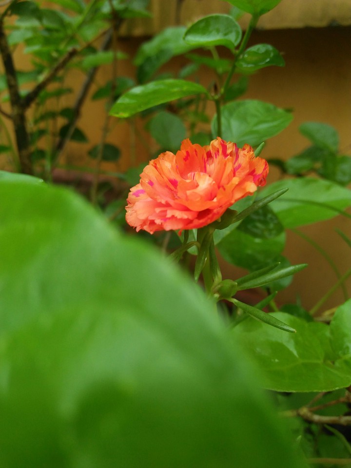 morning flower