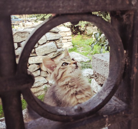 Kitten