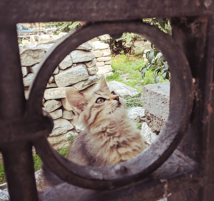 Kitten
