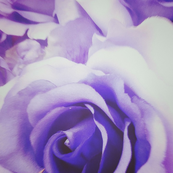 Purple Roses