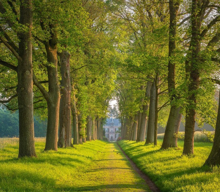 Beautiful Tree