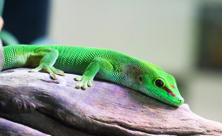 Awesome Reptiles