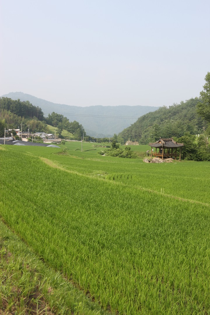 Scenics