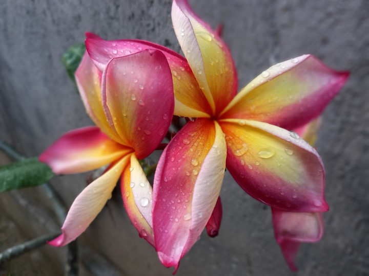beautifull