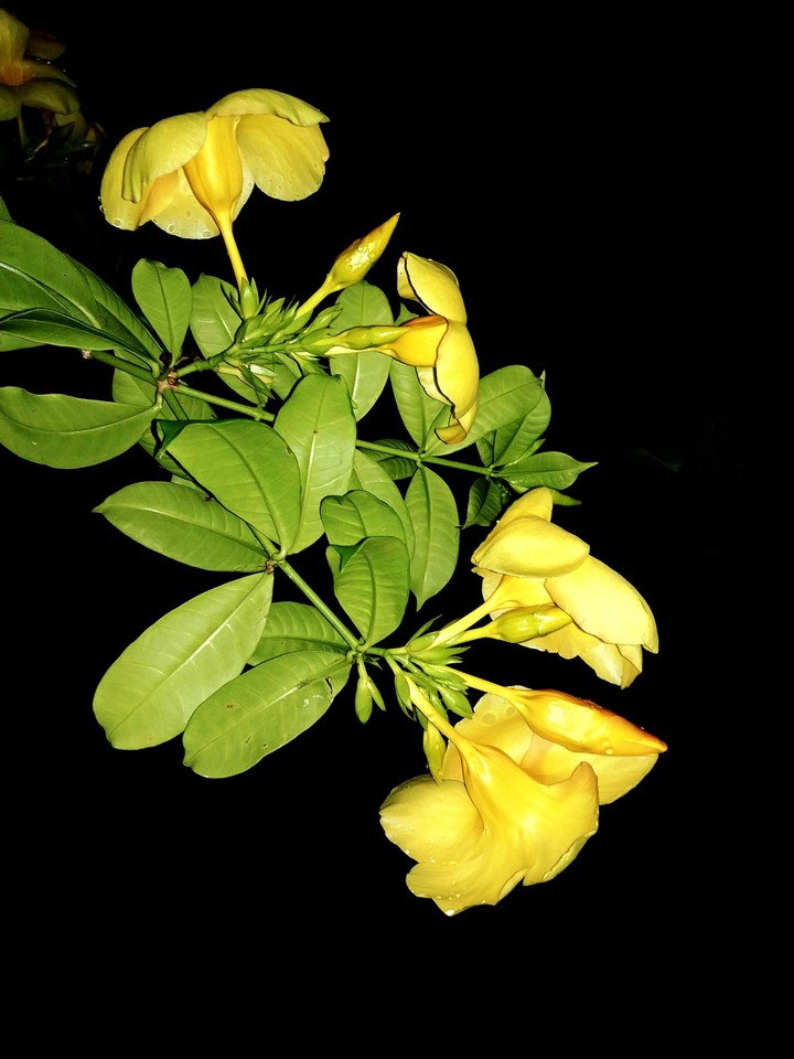 Night Bloom.....