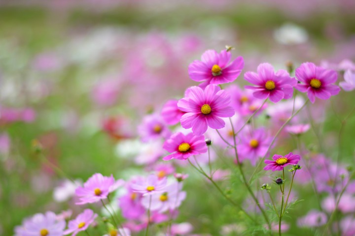Little , spring flowers...